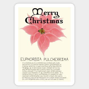 Pink Poinsetta Genus Christmas Card Sticker